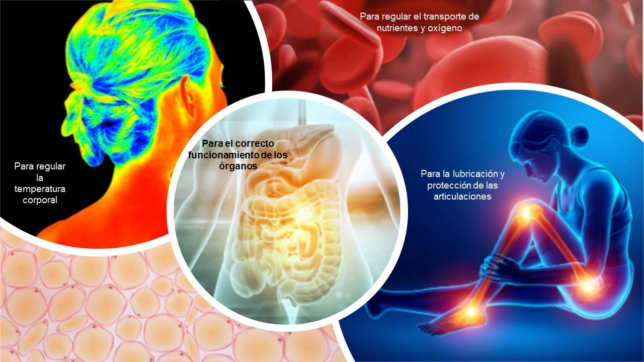 Factores por los que es importante una buena hidratación